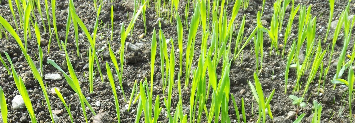 Dekkvekst Og Grasspirer Foto Mg Kornspirene utvikler seg mye raskere enn gras og kløver og konkurrerer godt med ugraset. Legg merke til de bittesmå grasspirene. Foto: Maud Grøtta