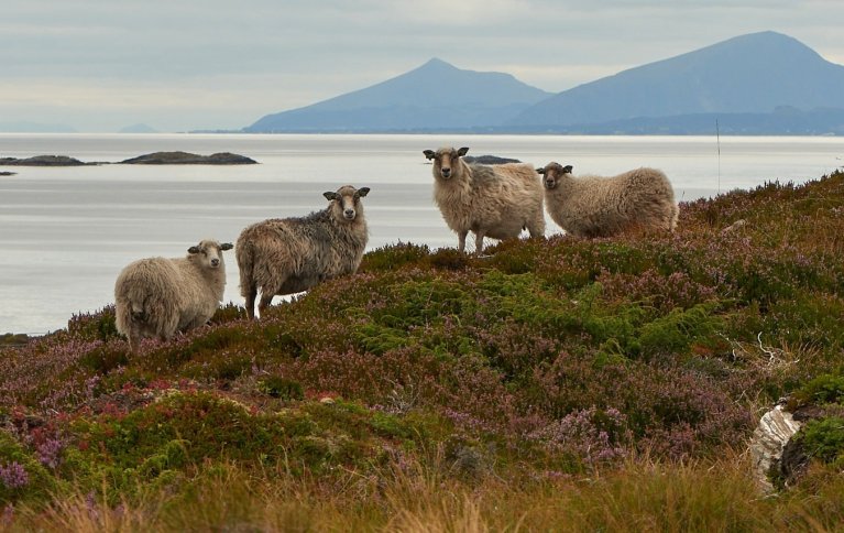 I et treårig prosjekt har NORSØK samlet inn data fra kystlynghei og tilhørende landbruk, for å styrke kunnskapen om denne truede naturtypen. Foto: Steffen Adler 